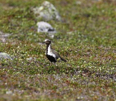 Goudplevier - Golden plover - Pluvialis apricaria