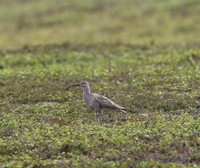 Regenwulp - Whimbrel - Numenius phaeopus