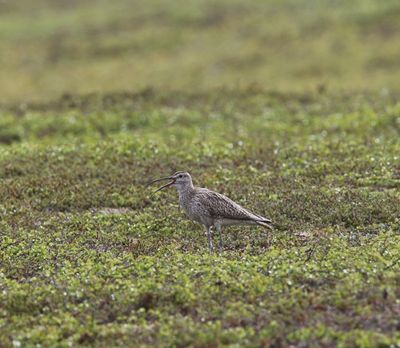 Regenwulp - Whimbrel - Numenius phaeopus