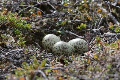 Regenwulp - Whimbrel - Numenius phaeopus