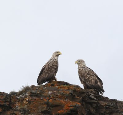zeearend - White-tailed eagle - Haliaetus albicilla