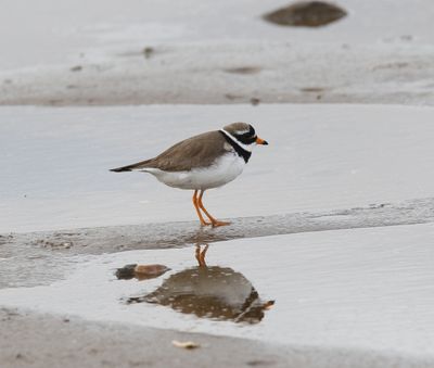 Bontbekplevier - Ringed plover - Charadrius hiaticula