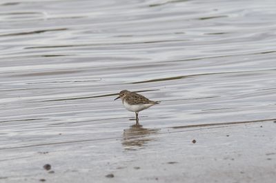 Temmincks strandloper - Temminck's stint - Calidris temminckii