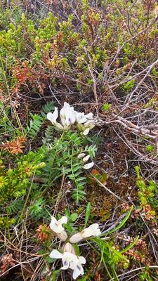 zeelathyrus - Lathyrus japonicus
