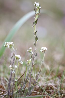 Grijs hongerbloempje - Draba incana