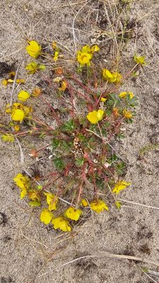 Donzige ganzerik - Potentilla crantzii
