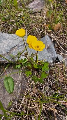 Scherpe boterbloem - Ranunculus acris