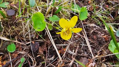 Tweebloemig viooltje - Viola biflora