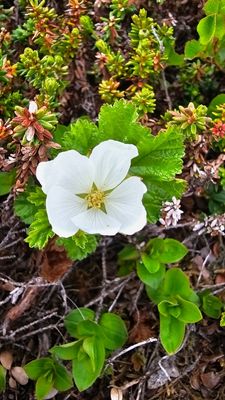 Veenbraam - Rubus chamaemorus