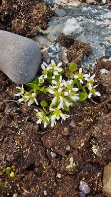 Echt Lepelblad - Cochlearia groenlandica