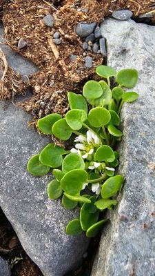 Echt Lepelblad - Cochlearia groenlandica