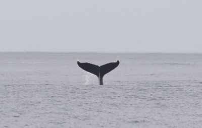 Bultrug - Humpback whale - Megaptera novaeangliae