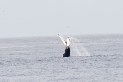 Bultrug - Humpback whale - Megaptera novaeangliae