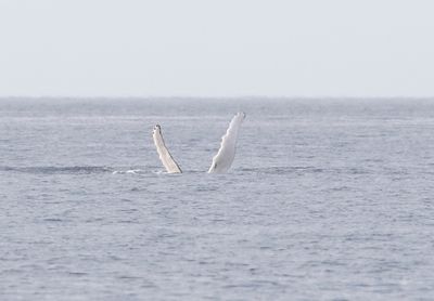 Bultrug - Humpback whale - Megaptera novaeangliae