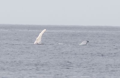 Bultrug - Humpback whale - Megaptera novaeangliae