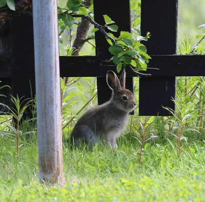 Sneeuwhaas - Mountain hare - Lepus timidus
