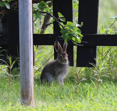 Sneeuwhaas - Mountain hare - Lepus timidus