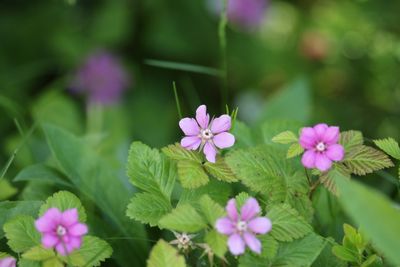 Arctische braambes - Rubus arcticua