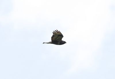 Ruigpootbuizerd - Rough-legged buzzard - Buteo Lagopus