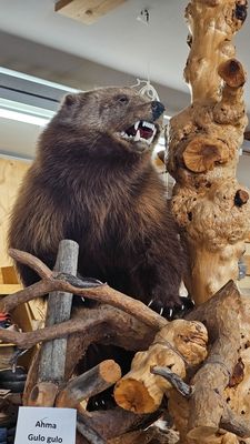 Opgezette veelvraat in een schop in Finland (2).jpg