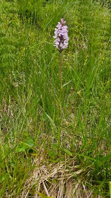 Gevlekte orchis - Dactylorhiza maculata