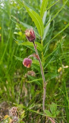 Knikkend nagelkruid - Geum rivale