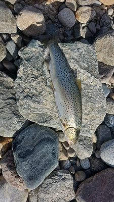 Bruine forel