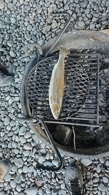 Bruine forel
