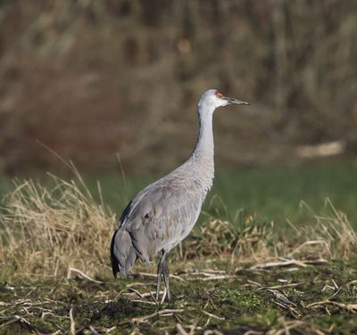 Canadese kraanvogel - Sandhill crane - Antigone canadensis