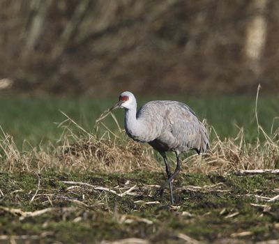Canadese kraanvogel - Sandhill crane - Antigone canadensis