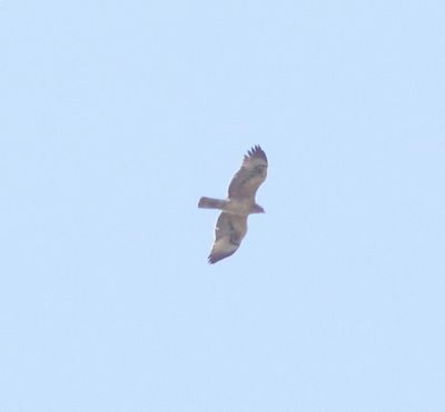 Havikarend - Bonelli's eagle - Aquila fasciata