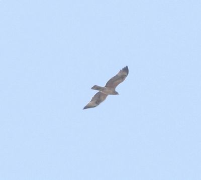 Havikarend - Bonelli's eagle - Aquila fasciata