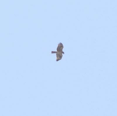 Havikarend - Bonelli's eagle - Aquila fasciata