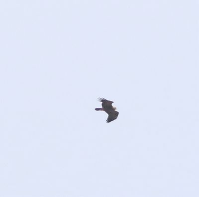 Bastaardarend - Aquila clanga / Schreeuwarend - Aquila pomarina