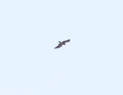 Bastaardarend - Aquila clanga / Schreeuwarend - Aquila pomarina