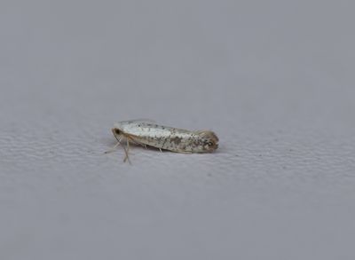 Argyresthia retinella - Gevlekte pedaalmot