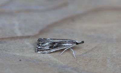 Catoptria verellus - Zwartbruine vlakjesmot