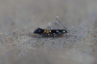 Cosmopterix zieglerella - Hopparachtmot