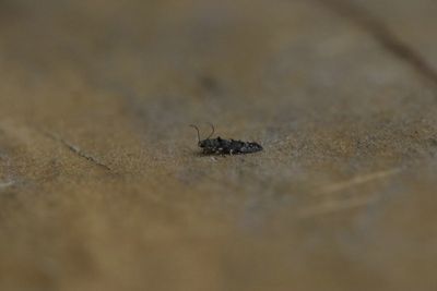 Sorhagenia rhamniella - Wegedoornknopmot