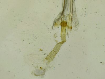 Sorhagenia rhamniella - Wegedoornknopmot