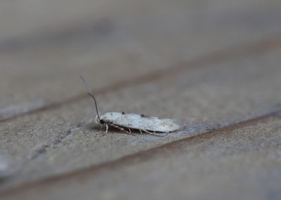 Mompha vepilobiella - Gewone wilgenroosjesmot
