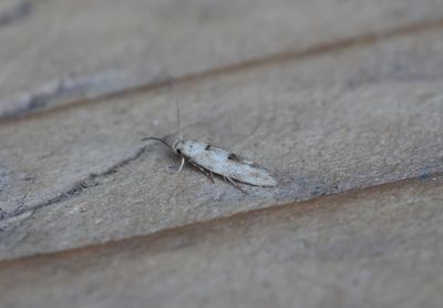 Mompha vepilobiella - Gewone wilgenroosjesmot