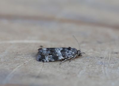 Lobesia abscisana - Slangenkruidbladroller