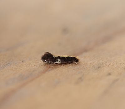 Monopis obviella - Geel kijkgaatje