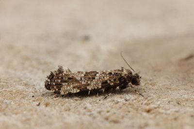 Tineidae - Echte motten