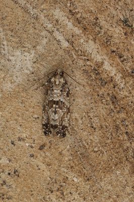 Morophaga choragella - Elfenbankjesmot