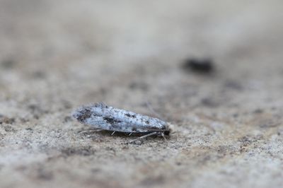 Nemapogon cloacella - Gewoon kroeskopje