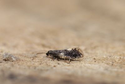 Monopis weaverella - Witvlekkijkgaatje