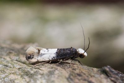 Trichophaga tapetzella - Tapijtmot (Roomtipje)