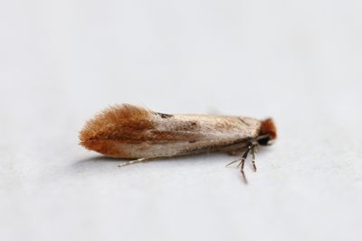 Tinea semifulvella - Auroramot